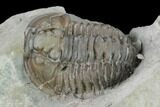 Flexicalymene Trilobite - Mt Orab, Ohio #133906-3